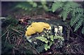 NT0964 : Slime mould [Fuligo septica] by M J Richardson