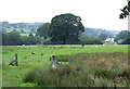 Grazing near Llanddewi-Brefi, Ceredigion