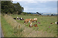 NJ7612 : Cows by Bill Harrison