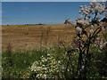 Harvested field