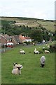 Sheep and Cottages on Potter