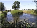 Duck Pond at Wood Town Farm