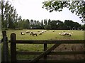 Pasture next to Yafford House