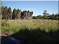 Forest near Cookworthy