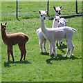 Alpaca