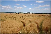 TF3670 : Harrington cornfield by Richard Croft