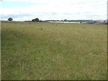 SO6882 : Deer pasture east of Stottesdon by Jonathan Billinger