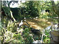 Twycross Zoo - Pelicans