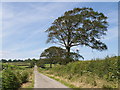 Lane at Lopthorne