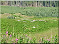 Sheepfold beside Gleckmalloch