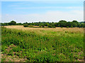 Fields, Burgh Hill