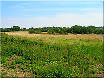 TQ7226 : Fields, Burgh Hill by Simon Carey