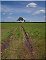 Ruts across field near Lashbrook