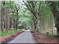 Road through Dunecht Estate woods