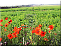 Poppies and thistle.