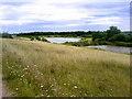 Overlooking the ponds