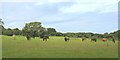 Horses in field