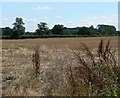 Farmland south of Swithland