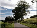 Oak Trees on Roadside