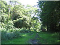 Permissive bridleway in Fontmell Wood