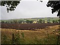 Ploughed field