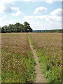 Footpath through wheat field below Penn