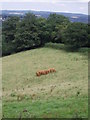 Cows in a line