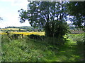 green lane approaching Offley Grange from NE