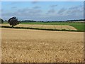 Farmland, Broughton