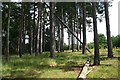 Pine tree plantation, near Thetford