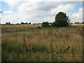 TG1422 : Farmland near Crow Hall by Evelyn Simak
