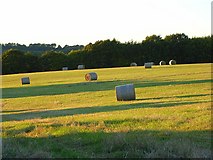 SU2635 : Hay meadow near Lopcombe Corner by Andrew Smith
