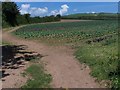 Field Near Whitlocksworthy