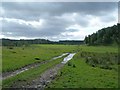 Wet Farmland