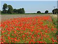 Poppies, Broughton