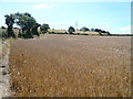 Footpath Through Cornfield