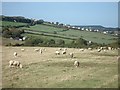 Sheep grazing near Castell-rhedyn