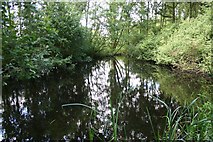 TF1673 : Woodland pond by Richard Croft