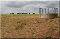SO5826 : Cattle grazing by Pauline E
