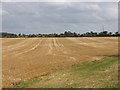 Stubble after harvesting