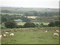 Sheep grazing on the slopes of Great Treffgarne Mountain