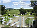 Footpath past the dairy cattle