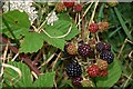 Blackberries