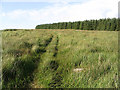 Rough grazing at Whitrope Edge