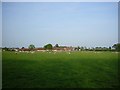 Sheep grazing on The Stud Farm, Polegate