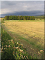 Farmland at Steele Road