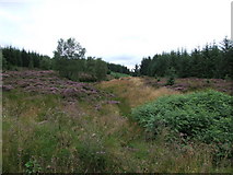 NY7898 : Deadwood Cleugh by Peter McDermott