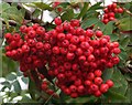 NO5458 : Rowan Berries by Anne Burgess
