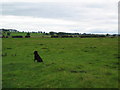 NZ0684 : Wansbeck valley by Black Dog