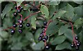 NO5458 : Bird Cherry (Prunus padus) by Anne Burgess